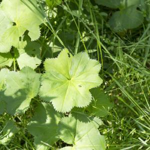 Photographie n°2097214 du taxon Alchemilla glabra Neygenf. [1821]