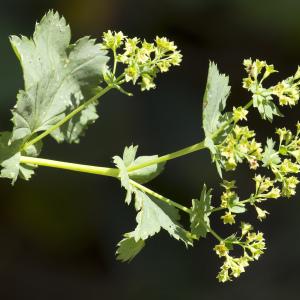 Photographie n°2097216 du taxon Alchemilla glabra Neygenf. [1821]