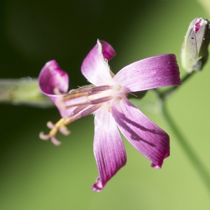 Photographie n°2097233 du taxon Prenanthes purpurea L.