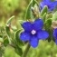  Heinz Gass - Anchusa officinalis L. [1753]