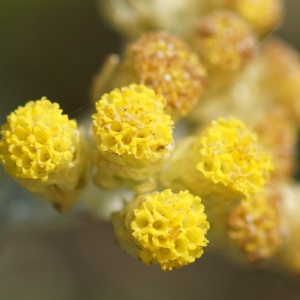 Photographie n°2097270 du taxon Helichrysum stoechas (L.) Moench [1794]