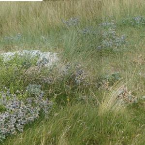 Photographie n°2097277 du taxon Eryngium maritimum L. [1753]