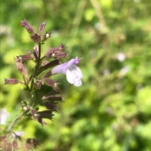 Photographie n°2097315 du taxon Clinopodium nepeta (L.) Kuntze [1891]