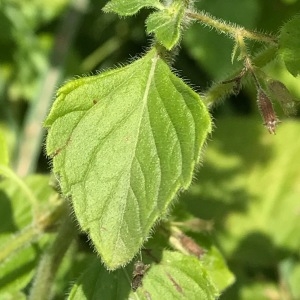 Photographie n°2097316 du taxon Clinopodium nepeta (L.) Kuntze [1891]