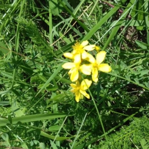 Photographie n°2097338 du taxon Hypericum perforatum L. [1753]