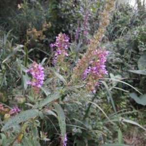 Photographie n°2097358 du taxon Lythrum salicaria L.