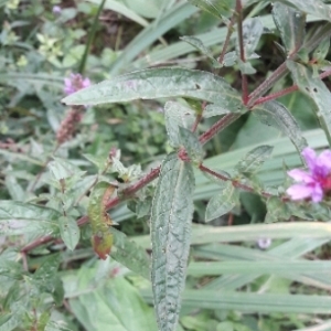 Photographie n°2097359 du taxon Lythrum salicaria L.