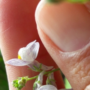 Photographie n°2097362 du taxon Linaria repens (L.) Mill. [1768]