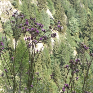 Photographie n°2097447 du taxon Cirsium palustre (L.) Scop. [1772]