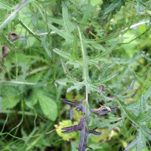 Photographie n°2097451 du taxon Cirsium palustre (L.) Scop. [1772]