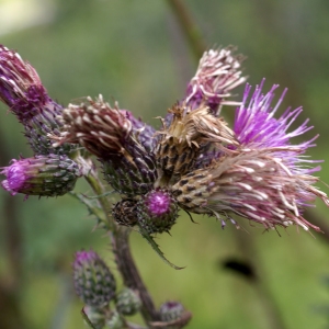 Photographie n°2097453 du taxon Cirsium palustre (L.) Scop. [1772]