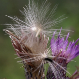 Photographie n°2097460 du taxon Cirsium palustre (L.) Scop. [1772]