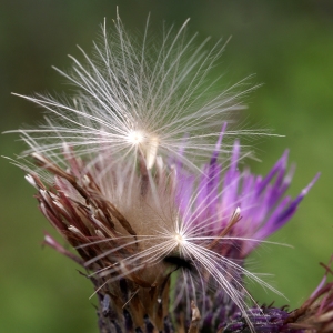 Photographie n°2097461 du taxon Cirsium palustre (L.) Scop. [1772]