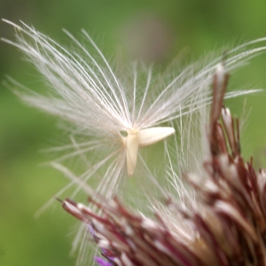 Photographie n°2097463 du taxon Cirsium palustre (L.) Scop. [1772]