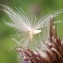  Liliane Roubaudi - Cirsium palustre (L.) Scop. [1772]