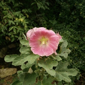 Photographie n°2097482 du taxon Alcea rosea L. [1753]