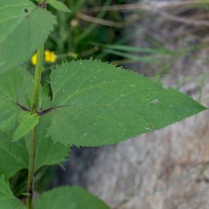 Photographie n°2097542 du taxon Scrophularia nodosa L. [1753]