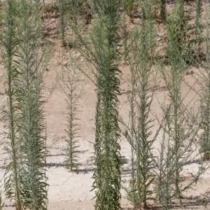 Photographie n°2097555 du taxon Erigeron canadensis L. [1753]