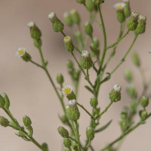 Photographie n°2097556 du taxon Erigeron canadensis L. [1753]