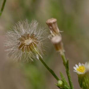 Photographie n°2097557 du taxon Erigeron canadensis L. [1753]