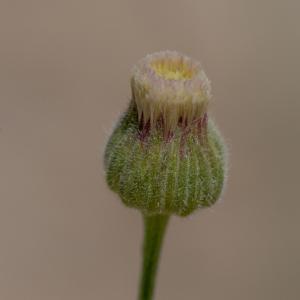 Erigeron gusalakensis Rech.f. & Edelb. (Vergerette de Buenos Aires)