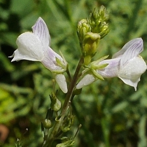 Photographie n°2097611 du taxon Linaria repens (L.) Mill.