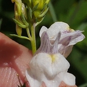 Photographie n°2097612 du taxon Linaria repens (L.) Mill.