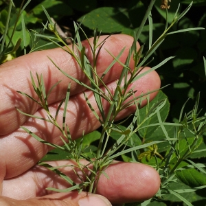 Photographie n°2097614 du taxon Linaria repens (L.) Mill.