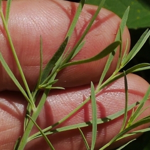 Photographie n°2097615 du taxon Linaria repens (L.) Mill.