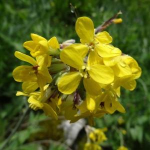 Photographie n°2097625 du taxon Coincya monensis subsp. montana (DC.) B.Bock