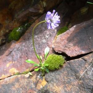 Photographie n°2097646 du taxon Globularia nudicaulis L. [1753]