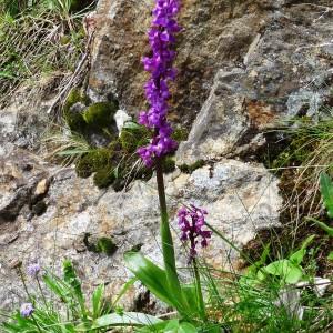 Photographie n°2097656 du taxon Orchis mascula subsp. mascula 