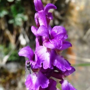 Photographie n°2097657 du taxon Orchis mascula subsp. mascula 
