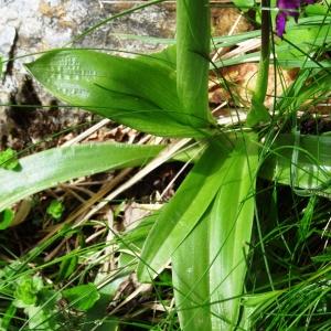 Photographie n°2097663 du taxon Orchis mascula subsp. mascula 