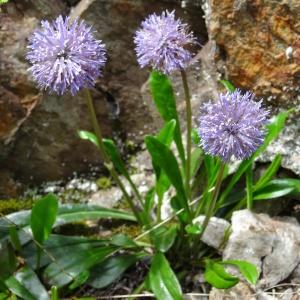 Photographie n°2097664 du taxon Globularia nudicaulis L. [1753]