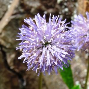 Photographie n°2097665 du taxon Globularia nudicaulis L. [1753]