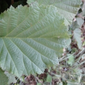 Photographie n°2097677 du taxon Corylus avellana L. [1753]