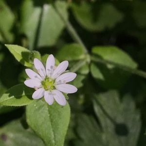 Photographie n°2097680 du taxon Myosoton aquaticum (L.) Moench [1794]