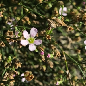 Photographie n°2097682 du taxon Petrorhagia saxifraga (L.) Link [1829]