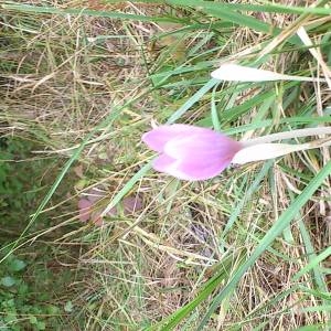 Photographie n°2097713 du taxon Colchicum autumnale L. [1753]