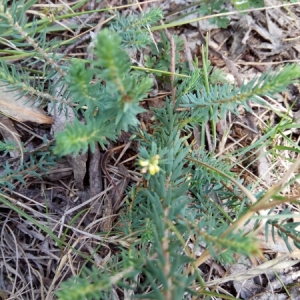 Photographie n°2097730 du taxon Thymelaea coridifolia (Lam.) Endl. [1848]