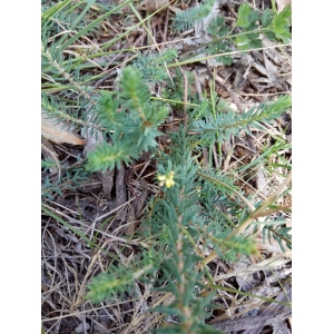 Thymelaea coridifolia (Lam.) Endl.