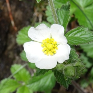 Photographie n°2097737 du taxon Drymocallis rupestris subsp. rupestris 