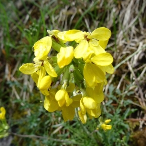 Photographie n°2097741 du taxon Coincya monensis subsp. montana (DC.) B.Bock