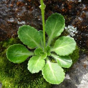 Photographie n°2097745 du taxon Saxifraga umbrosa L. [1762]