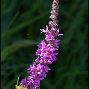 Photographie n°2097746 du taxon Lythrum salicaria L. [1753]