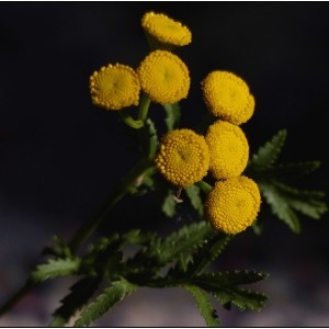 Photographie n°2097765 du taxon Tanacetum vulgare L. [1753]