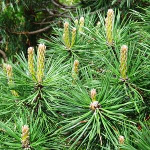 Photographie n°2097803 du taxon Pinus mugo subsp. uncinata (Ramond ex DC.) Domin [1936]