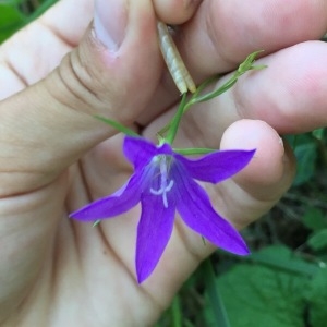 Photographie n°2097820 du taxon Campanula patula L. [1753]