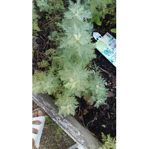 Artemisia pontica L. (Armoise de la mer Noire)
